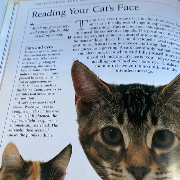 Know Your Cat by Bruce Fogle DVM great pictures & greater information - Picture 7 of 12